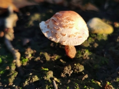 Lepiota cristata
