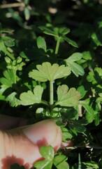 Apium prostratum filiforme