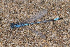 Enallagma carunculatum