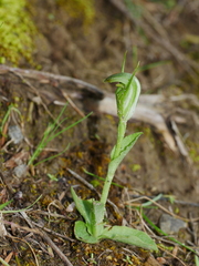 Pterostylis foliata