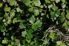 Apium prostratum filiforme