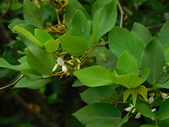 Dendrolobium umbellatum