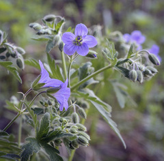 Geranium pseudosibiricum