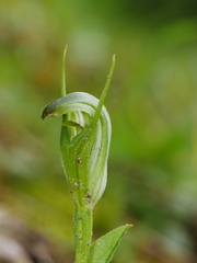 Pterostylis foliata