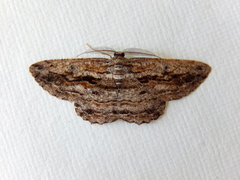 Scioglyptis chionomera
