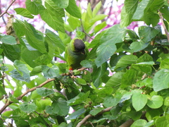 Aratinga nenday