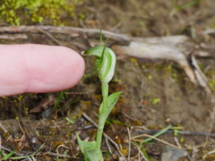 Pterostylis foliata