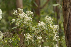 Olearia lirata