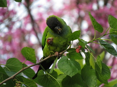 Aratinga nenday