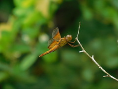 Camacinia gigantea