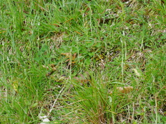 Pterostylis foliata
