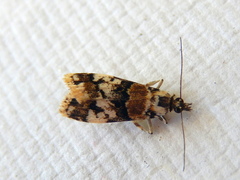 Scoparia charopoea