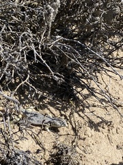 Liolaemus nigromaculatus