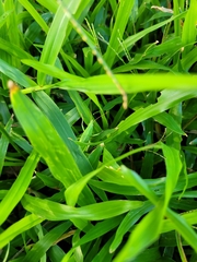 Euconocephalus nasutus