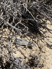 Liolaemus nigromaculatus