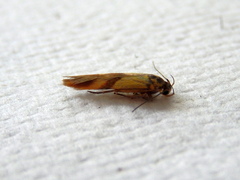 Stathmopoda auriferella