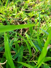 Euconocephalus nasutus