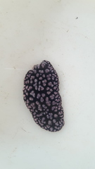Phyllidiella pustulosa