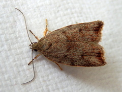 Syringoseca mimica