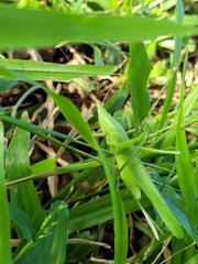 Euconocephalus nasutus