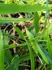 Euconocephalus nasutus