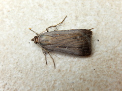 Tathorhynchus fallax