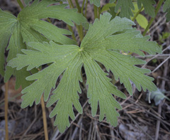 Geranium pseudosibiricum