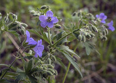 Geranium pseudosibiricum