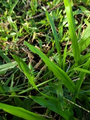 Euconocephalus nasutus