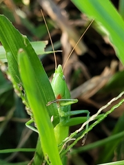 Euconocephalus nasutus