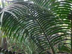 Cycas