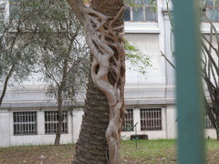 Ficus luschnathiana