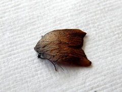 Tortricopsis pyroptis