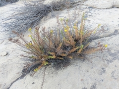 Deinandra minthornii