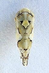 Norvellina mildredae