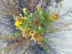 Deinandra minthornii