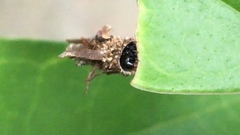 Insecta