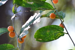 Celtis