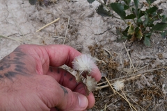 Acourtia nana