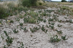 Acourtia nana