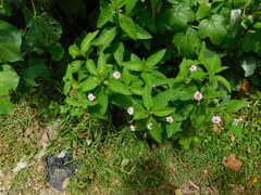 Lantana montevidensis