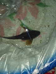 Cottus poecilopus