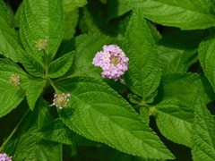 Lantana montevidensis