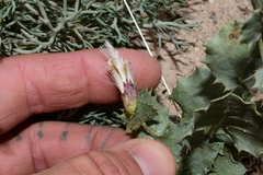 Acourtia nana