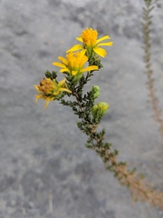 Deinandra minthornii