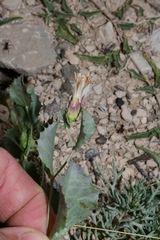 Acourtia nana