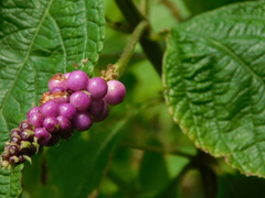 Lantana montevidensis