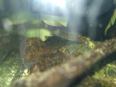 Cottus poecilopus