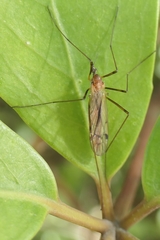 Dicranomyia