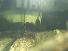 Cottus poecilopus